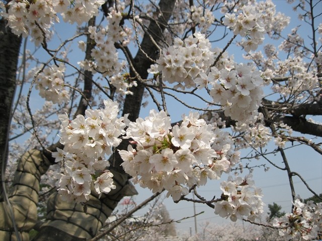 桜のアップの写真