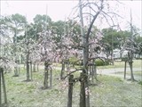 日高公園の梅の花ですの写真
