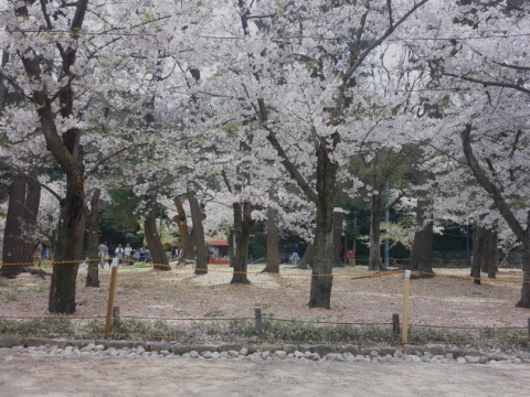 亀城公園桜祭り(さくら祭り)